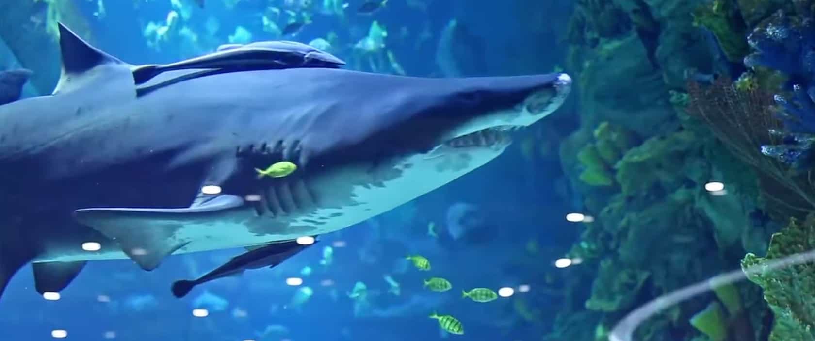 Кейс сюжетов" Жизнь акул в Ocean Plaza 2012"